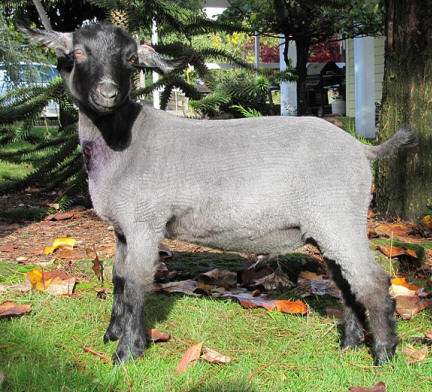 Pygora goats at:  www.hawksmtnranch.com