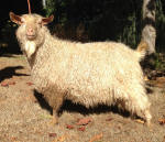 Pygora goats at www.hawksmtnranch.com