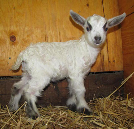 Pygora goats at: www.hawksmtnranch.com