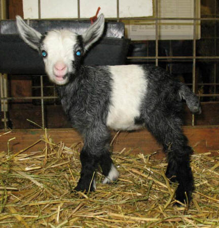 Pygora Goats at:  www.hawksmtnranch.com