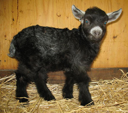 Pygora goats at:  www.hawksmtnranch.com